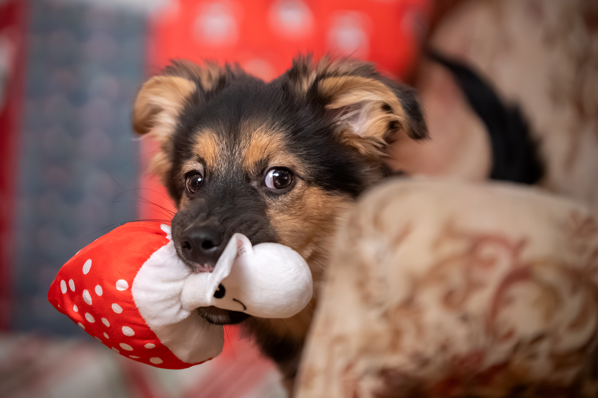 Чому собака приносить хазяїну різні речі: 9 причин, про які ви навіть не здогадувалися